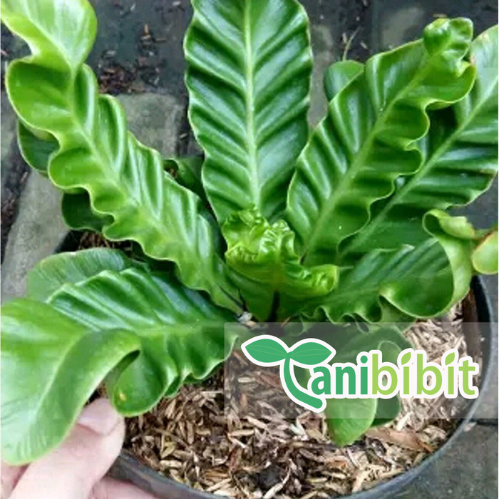 Jual Bibit Tanaman Hias Kadaka Lasagna - Daun Unik ...