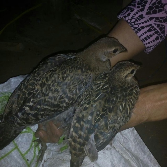 87+ Gambar Ayam Hutan Hijau Betina HD 87+ Gambar Ayam Hutan Hijau Betina HD