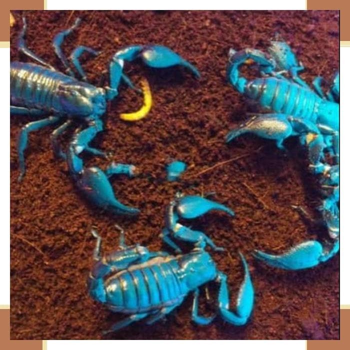 6200 Koleksi Gambar Hewan Pemula 3d Terbaik