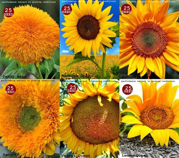 53+ Gambar Bunga Matahari Cantik Terbaik 53+ Gambar Bunga Matahari Cantik Terbaik