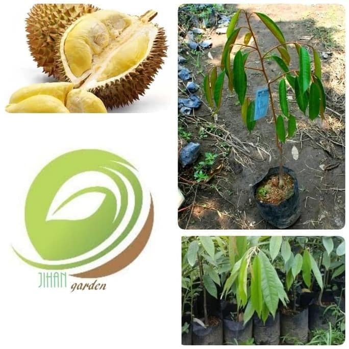 Fantastis 23+ Gambar Pohon Durian Animasi - Sugriwa Gambar
