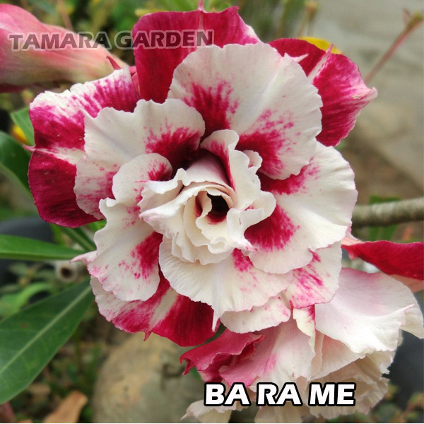 Jual Bibit Bunga Kamboja Jepang Adenium Bha Ra Me Kota Metro Tamara Garden Tokopedia