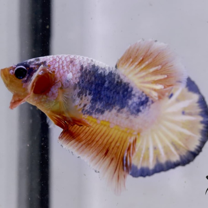 Jual Cupang Aoc Jokiweda Genetic Original F1 Kota Metro Betta X Gen Tokopedia