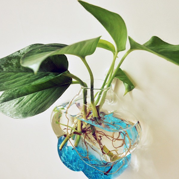 Jual Wall Mounted Flower Shaped Glass Vase Home Garden Pot Tanaman Dki Jakarta Toko Herbal Pedia Tokopedia