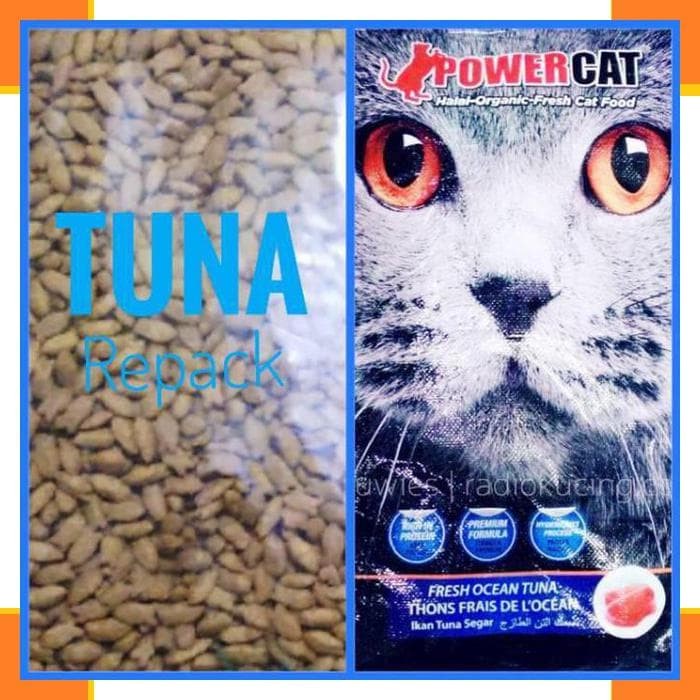 440 Gambar Binatang Kucing Dan Makanannya Gratis Terbaru