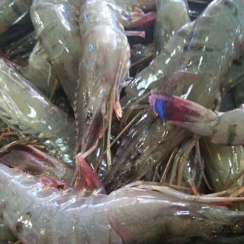 75 Gambar Udang Lampu Dan Catur Terlihat Keren 75 Gambar Udang Lampu Dan Catur Terlihat Keren
