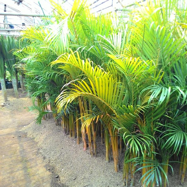 Palem Kuning (Dypsis lutescens): Si Cantik Pembersih Udara di Rumah Anda