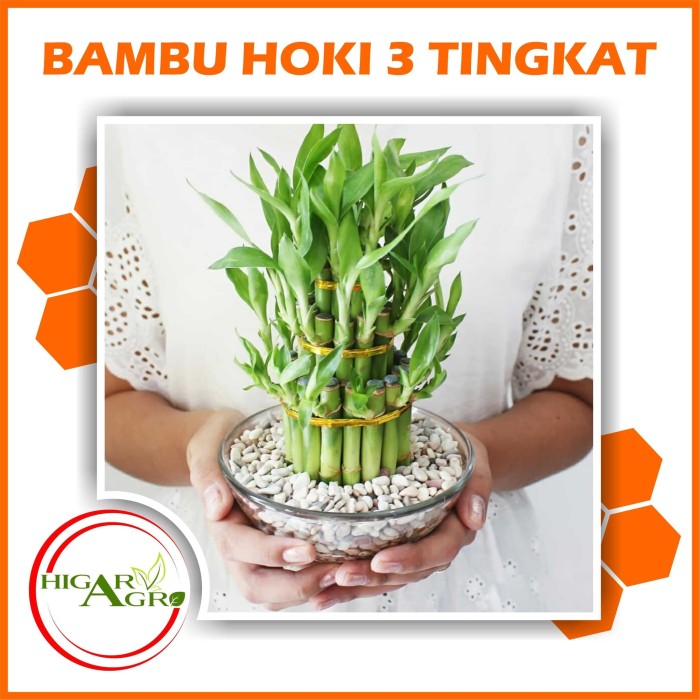 Jual Tanaman Hias Bambu  Hoki 3 Tingkat Kota Batu Higar 