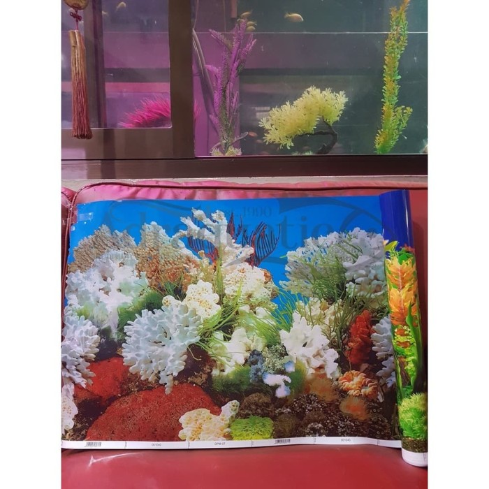 Wow 30 Background Aquarium Warna Putih - Rudi Gambar