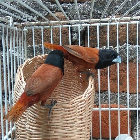Jual Burung Emprit Kalimantan Jakarta Utara Satrio Rbf Tokopedia