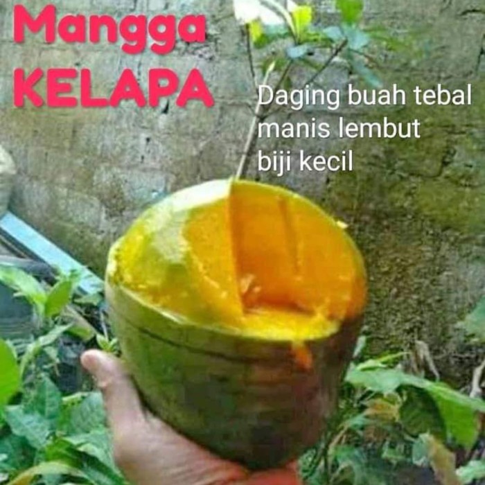 1000 Gambar Buah Mangga Kelapa Paling Baru 1000 Gambar Buah Mangga Kelapa Paling Baru