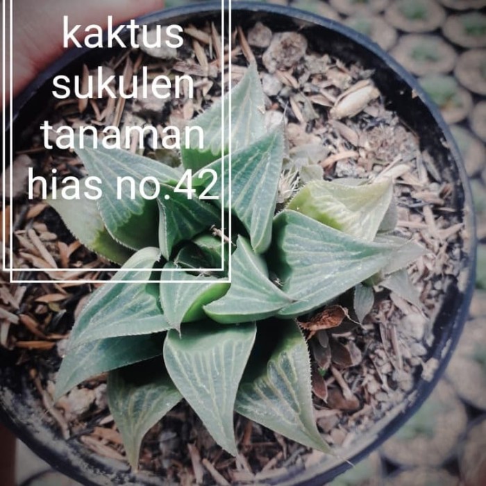 tanaman hias berpotensi obat diabetes