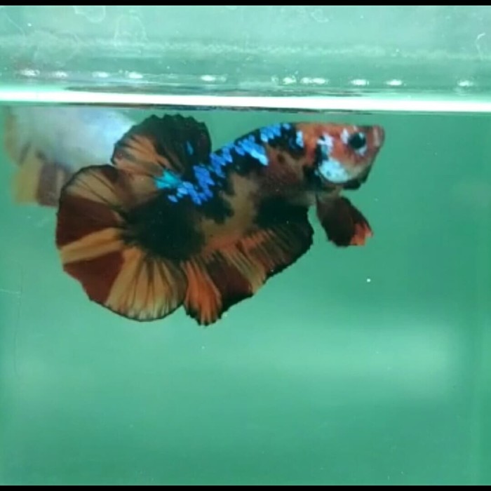 4100 Gambar Ikan Cupang Avatar HD Terbaik