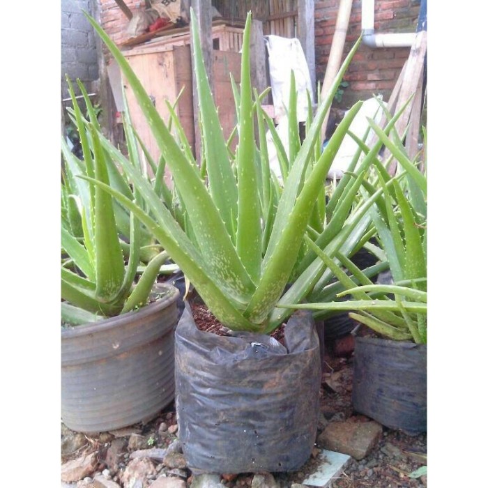 Jual Bibit Tanaman Lidah Buaya Aloe Vera Jakarta Barat Onechains Tokopedia