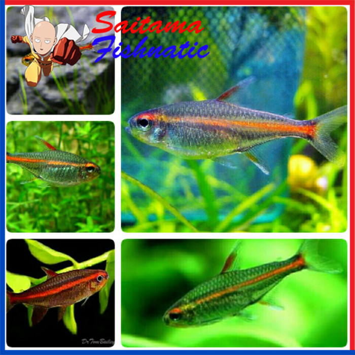 Jual Ikan Hias Neon Glowlight Neon Api Aquascape Aquarium Garansi