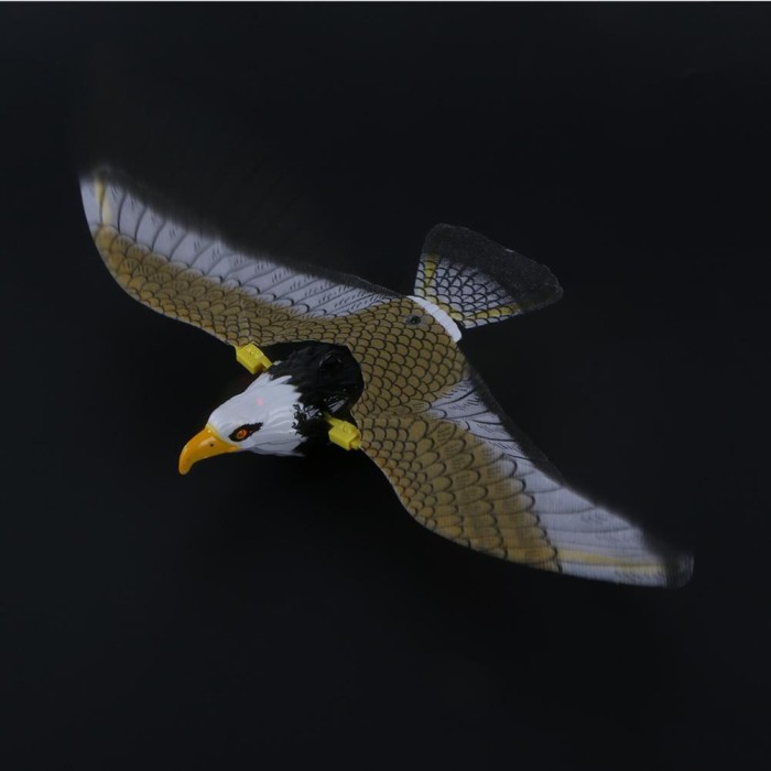 6300 Gambar Burung Elang Terbang Terbaru Gambar Hewan