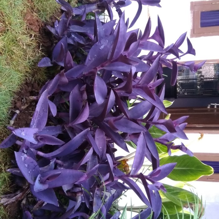 400+ Gambar Daun Nanas Kerang HD Terbaik 400+ Gambar Daun Nanas Kerang HD Terbaik