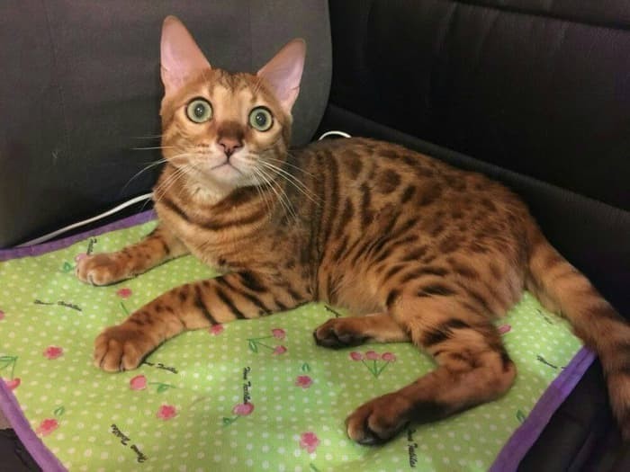 cat heat pad