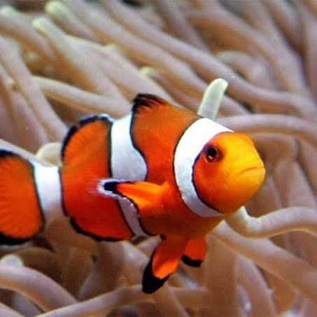 Jual Ikan Nemo Badut Air Tawar Aquascape Jakarta Timur Ndra
