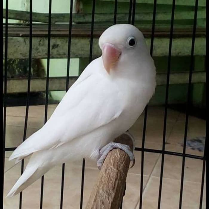 Jual Albino mata hitam. - Jakarta Timur - Indahrherestore | Tokopedia