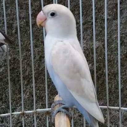 Jual lovebird, pastel putih - Jakarta Timur - Indahrherestore ...