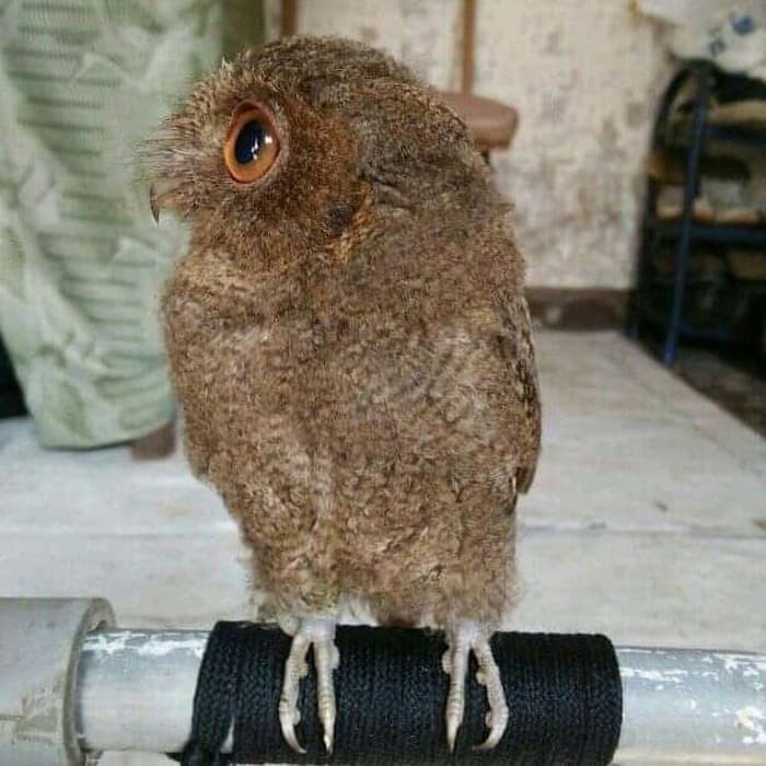 Jual Burung Hantu Mini Celepuk Juve Jakarta Utara Dapur Bf