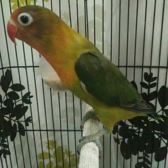 86+ Gambar Lovebird Dark Green 86+ Gambar Lovebird Dark Green