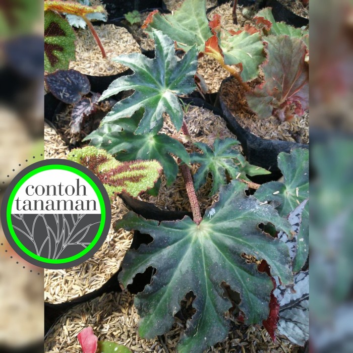 begonia laberinto nigricans diabetes