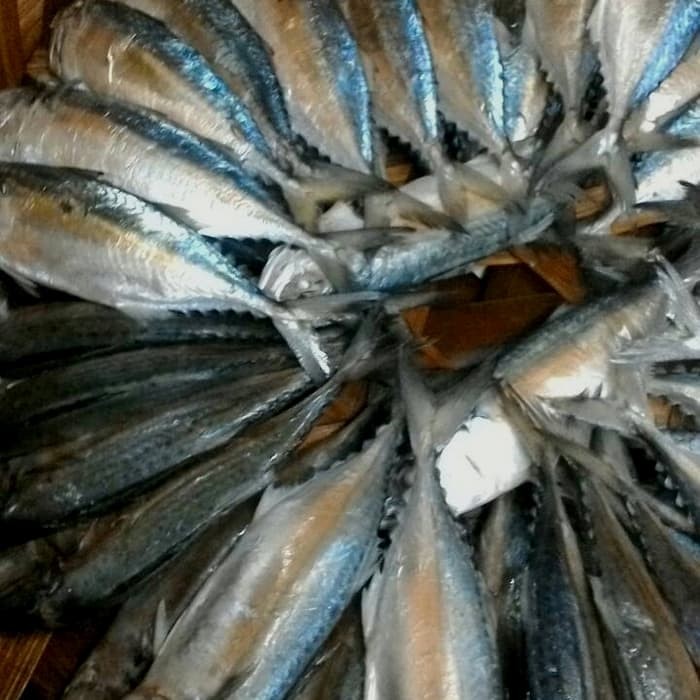 Jual Ikan Gembung/Kembung Rebus Medan Jakarta Pusat
