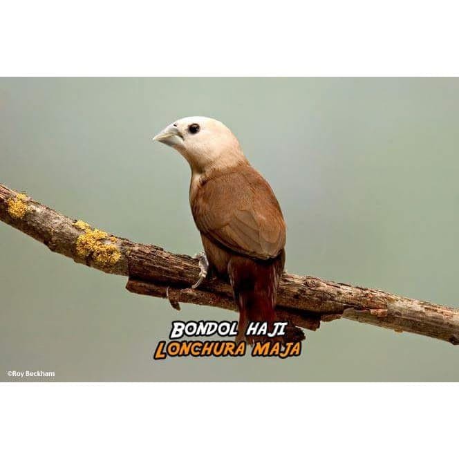 Jual Burung Pipit Emprit Finch Bondol Kaji Sepasang Jakarta