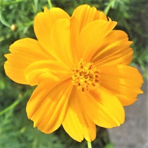 Jual 30 Biji Bunga Cosmos Sulphureus Yellow Benih Kenikir Jual 30 Biji Bunga Cosmos Sulphureus Yellow Benih Kenikir