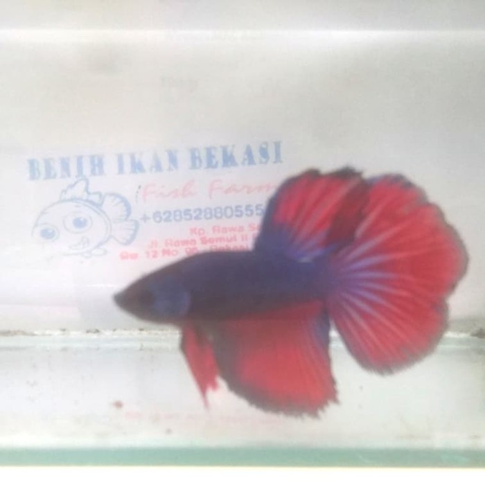 710 Koleksi Gambar Ikan Cupang Dengan Pensil Gratis Terbaru