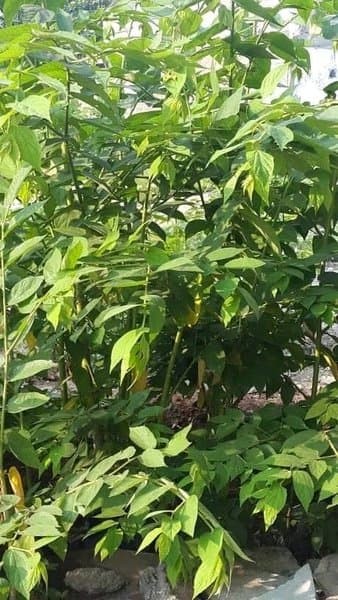 buah kersen obat diabetes palidez buah kersen obat diabetes palidez