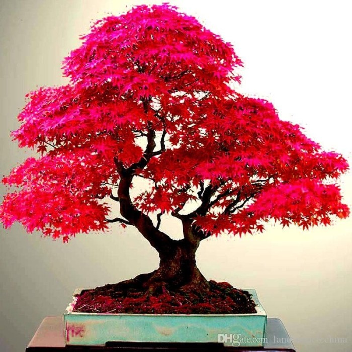 Jual Benih Red Maple bonsai Kab. Badung nsuar OLStore Tokopedia