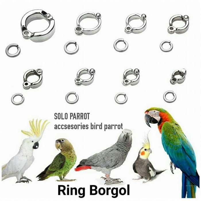 Jual Ring Kaki Kait Rantai Buat Burung Paruh Bengkok Hantu Elang