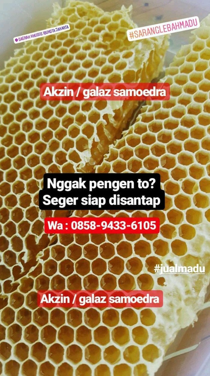 Jual Paling Laku Honeycomb Sarang Lebah Madu Apis Mellifera Asli