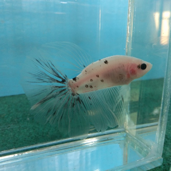 Jual Halfmoon Cellophane 01 Translucent Fin Kab Sidoarjo Cabe Cangkring Betta Tokopedia