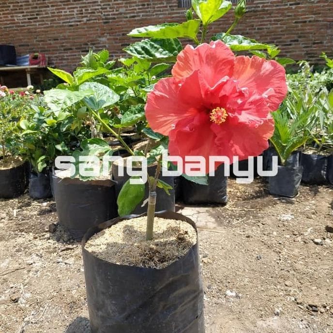 Jual Paling Laris Bibit Tanaman Hias Bunga Sepatu Hibiscus Double Red Jakarta Selatan Tukang Taman Jakarta Tokopedia