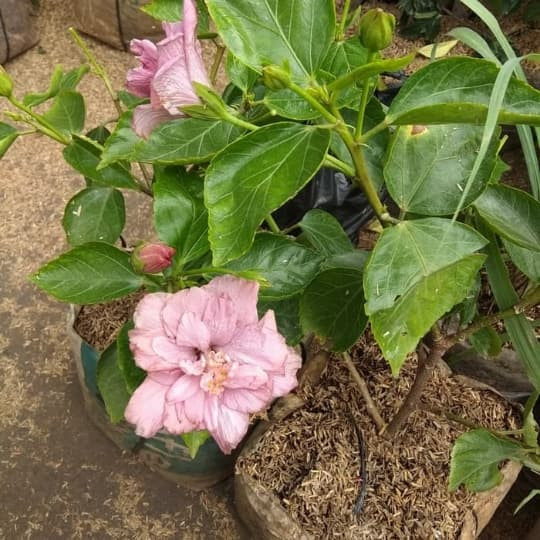 Jual Tanaman Bunga Sepatu Ungu Jakarta Utara Garden Yellow Tokopedia