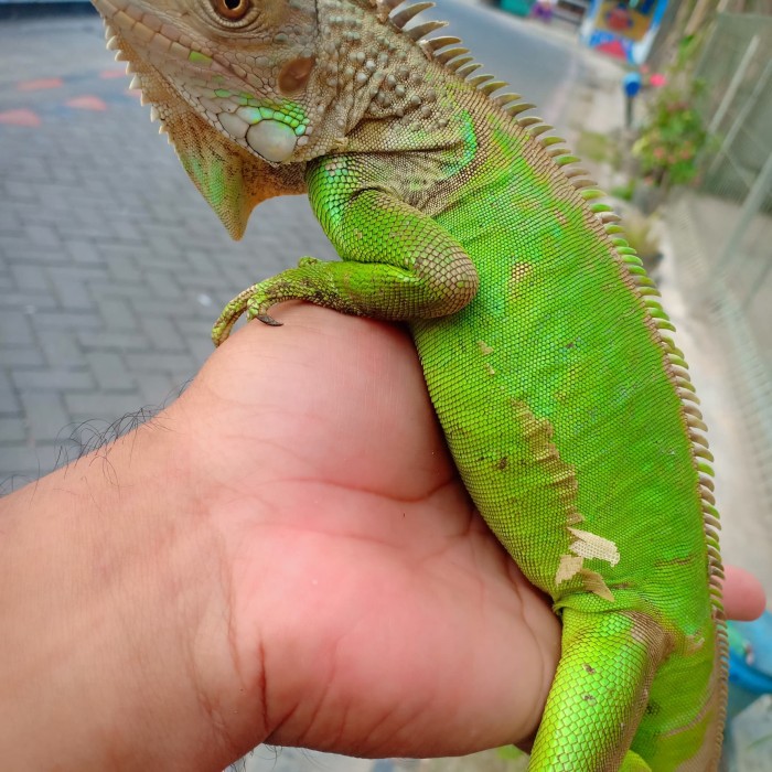 Jual Iguana Hijau Bojonegoro Kab Bojonegoro