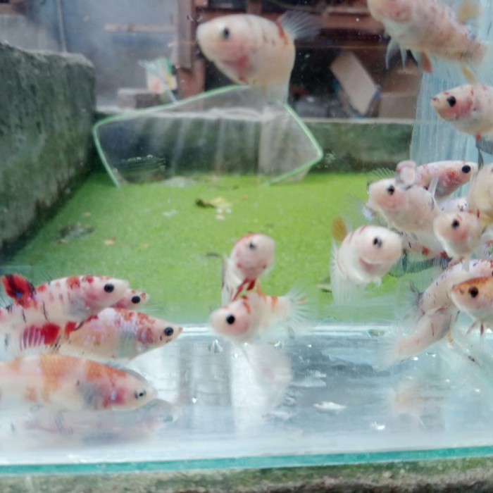 6700 Koleksi Gambar Ikan Cupang Betina Siap Kawin Gratis Terbaru