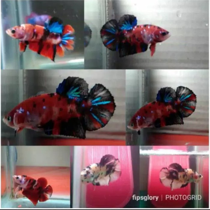 Jual jual cupang pk koi galaxy,multi colour & red Tiger ...