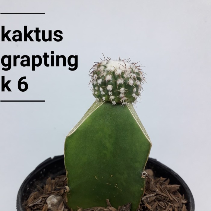 Jual Katus Dan Sukulen Tanaman Hias No K5 Kab Bandung Barat Alesha Kaktus Tokopedia