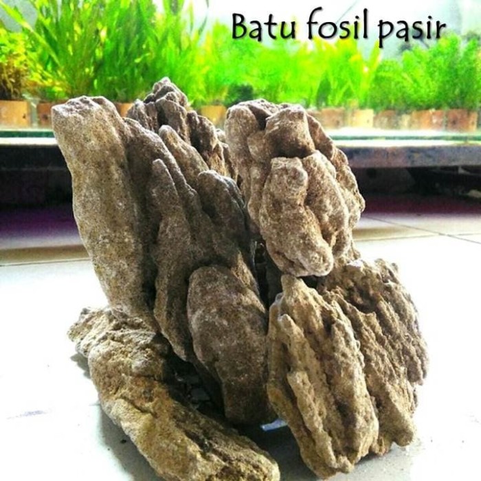 Jual batu aquascape batu fosil pasir grade A 1kg Kota 