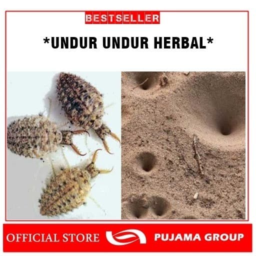 Jual Undur Undur Herbal Hidup Kab Blitar Grosir Sahabat