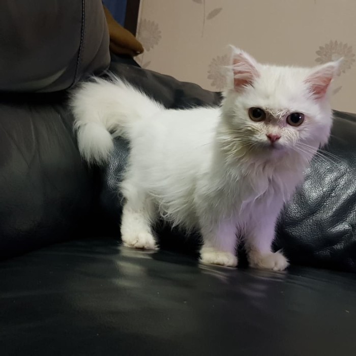 Jual Pakan Kucing Munchkin 3 4 4bln Kota Bandung Rocksick