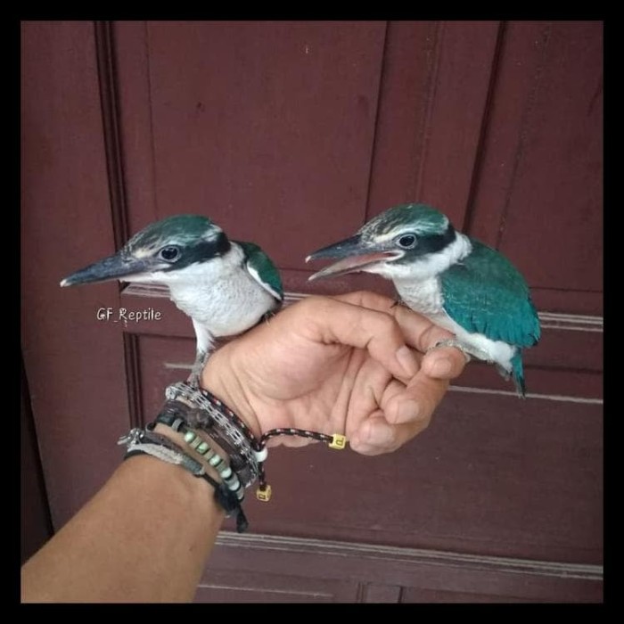 Jual Burung Tengkek Udang 01 Jakarta Utara Emmycollection0