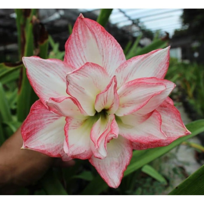 Jual Umbi Bunga Amaryllis Double Record Import Kab Gunungkidul