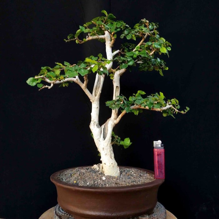 Jual Tanaman Hias Mini Bonsai Pohon Serut Streblus Asper