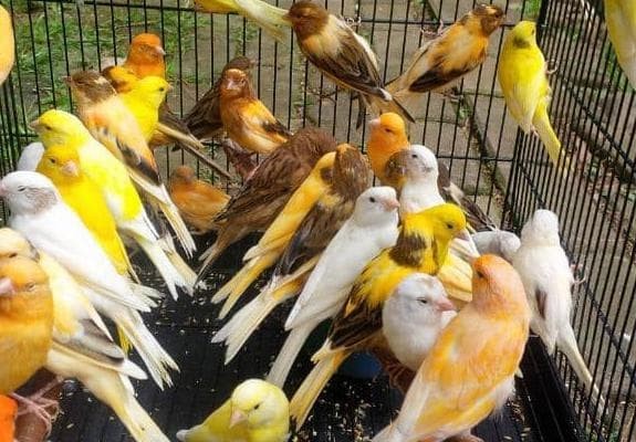 Jual Burung Kenari Putih Jamin Jantan Bunyi Ngeriwik Tggal Tggu